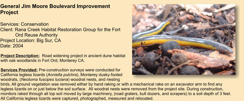 Project Description:  Road widening project in ancient dune habitat with oak woodlands in Fort Ord, Monterey CA.  Services Provided: Pre-construction surveys were conducted for California legless lizards (Anniella pulchra), Monterey dusky-footed woodrats, (Neotoma fuscipes luciana) woodrat nests, and nesting birds. All ground vegetation was removed either by hand raking or with a mechanical rake on an excavator arm to find any legless lizards on or just below the soil surface.  All woodrat nests were removed from the project site. During construction, monitors raked through all top soil moved by large machinery, (road graters, bull dozers, and scrapers) to a soil depth of 3 feet. All California legless lizards were captured, photographed, measured and relocated.     General Jim Moore Boulevard Improvement Project   Services: Conservation Client: Rana Creek Habitat Restoration Group for the Fort     Ord Reuse Authority Project Location: Big Sur, CA  Date: 2004