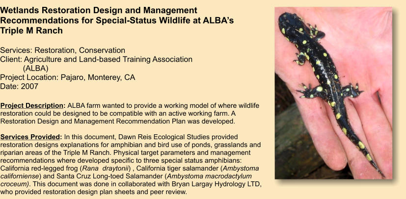 Project Description: ALBA farm wanted to provide a working model of where wildlife restoration could be designed to be compatible with an active working farm. A Restoration Design and Management Recommendation Plan was developed.   Services Provided: In this document, Dawn Reis Ecological Studies provided restoration designs explanations for amphibian and bird use of ponds, grasslands and riparian areas of the Triple M Ranch. Physical target parameters and management recommendations where developed specific to three special status amphibians: California red-legged frog (Rana  draytonii) , California tiger salamander (Ambystoma  californiense) and Santa Cruz Long-toed Salamander (Ambystoma macrodactylum croceum). This document was done in collaborated with Bryan Largay Hydrology LTD, who provided restoration design plan sheets and peer review.     Wetlands Restoration Design and Management Recommendations for Special-Status Wildlife at ALBA’s Triple M Ranch  Services: Restoration, Conservation Client: Agriculture and Land-based Training Association    (ALBA) Project Location: Pajaro, Monterey, CA Date: 2007