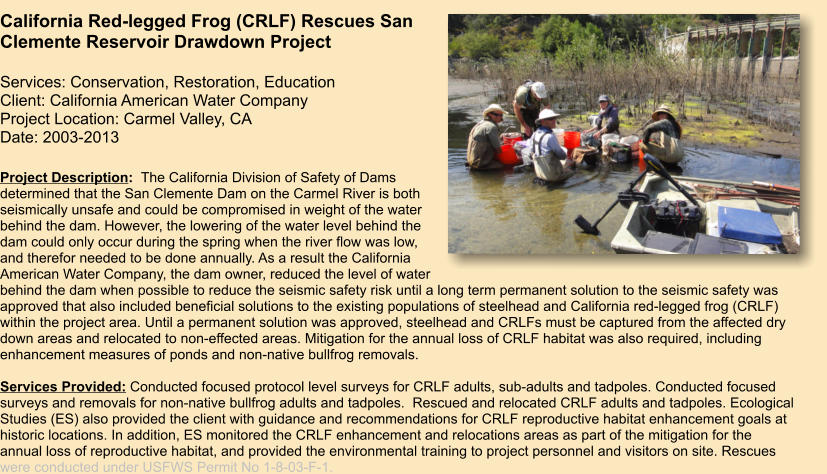 Project Description:  The California Division of Safety of Dams determined that the San Clemente Dam on the Carmel River is both seismically unsafe and could be compromised in weight of the water behind the dam. However, the lowering of the water level behind the dam could only occur during the spring when the river flow was low, and therefor needed to be done annually. As a result the California American Water Company, the dam owner, reduced the level of water behind the dam when possible to reduce the seismic safety risk until a long term permanent solution to the seismic safety was approved that also included beneficial solutions to the existing populations of steelhead and California red-legged frog (CRLF) within the project area. Until a permanent solution was approved, steelhead and CRLFs must be captured from the affected dry down areas and relocated to non-effected areas. Mitigation for the annual loss of CRLF habitat was also required, including enhancement measures of ponds and non-native bullfrog removals.    Services Provided: Conducted focused protocol level surveys for CRLF adults, sub-adults and tadpoles. Conducted focused surveys and removals for non-native bullfrog adults and tadpoles.  Rescued and relocated CRLF adults and tadpoles. Ecological Studies (ES) also provided the client with guidance and recommendations for CRLF reproductive habitat enhancement goals at historic locations. In addition, ES monitored the CRLF enhancement and relocations areas as part of the mitigation for the annual loss of reproductive habitat, and provided the environmental training to project personnel and visitors on site. Rescues were conducted under USFWS Permit No 1-8-03-F-1.   California Red-legged Frog (CRLF) Rescues San Clemente Reservoir Drawdown Project  Services: Conservation, Restoration, Education Client: California American Water Company Project Location: Carmel Valley, CA Date: 2003-2013