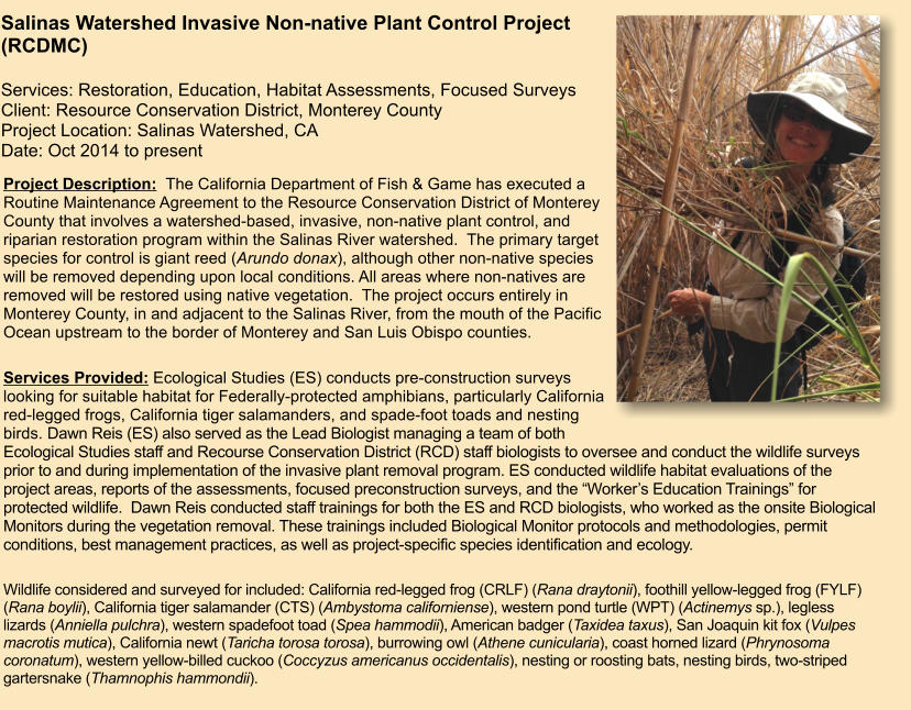 Project Description:  The California Department of Fish & Game has executed a Routine Maintenance Agreement to the Resource Conservation District of Monterey County that involves a watershed-based, invasive, non-native plant control, and riparian restoration program within the Salinas River watershed.  The primary target species for control is giant reed (Arundo donax), although other non-native species will be removed depending upon local conditions. All areas where non-natives are removed will be restored using native vegetation.  The project occurs entirely in Monterey County, in and adjacent to the Salinas River, from the mouth of the Pacific Ocean upstream to the border of Monterey and San Luis Obispo counties.    Services Provided: Ecological Studies (ES) conducts pre-construction surveys looking for suitable habitat for Federally-protected amphibians, particularly California red-legged frogs, California tiger salamanders, and spade-foot toads and nesting birds. Dawn Reis (ES) also served as the Lead Biologist managing a team of both Ecological Studies staff and Recourse Conservation District (RCD) staff biologists to oversee and conduct the wildlife surveys prior to and during implementation of the invasive plant removal program. ES conducted wildlife habitat evaluations of the project areas, reports of the assessments, focused preconstruction surveys, and the “Worker’s Education Trainings” for protected wildlife.  Dawn Reis conducted staff trainings for both the ES and RCD biologists, who worked as the onsite Biological Monitors during the vegetation removal. These trainings included Biological Monitor protocols and methodologies, permit conditions, best management practices, as well as project-specific species identification and ecology.   Wildlife considered and surveyed for included: California red-legged frog (CRLF) (Rana draytonii), foothill yellow-legged frog (FYLF) (Rana boylii), California tiger salamander (CTS) (Ambystoma californiense), western pond turtle (WPT) (Actinemys sp.), legless lizards (Anniella pulchra), western spadefoot toad (Spea hammodii), American badger (Taxidea taxus), San Joaquin kit fox (Vulpes macrotis mutica), California newt (Taricha torosa torosa), burrowing owl (Athene cunicularia), coast horned lizard (Phrynosoma coronatum), western yellow-billed cuckoo (Coccyzus americanus occidentalis), nesting or roosting bats, nesting birds, two-striped gartersnake (Thamnophis hammondii).       Salinas Watershed Invasive Non-native Plant Control Project (RCDMC)  Services: Restoration, Education, Habitat Assessments, Focused Surveys Client: Resource Conservation District, Monterey County Project Location: Salinas Watershed, CA Date: Oct 2014 to present